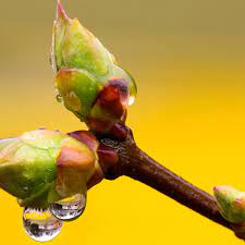 Le bourgeons contient en lui tout le potentiel de l'arbre