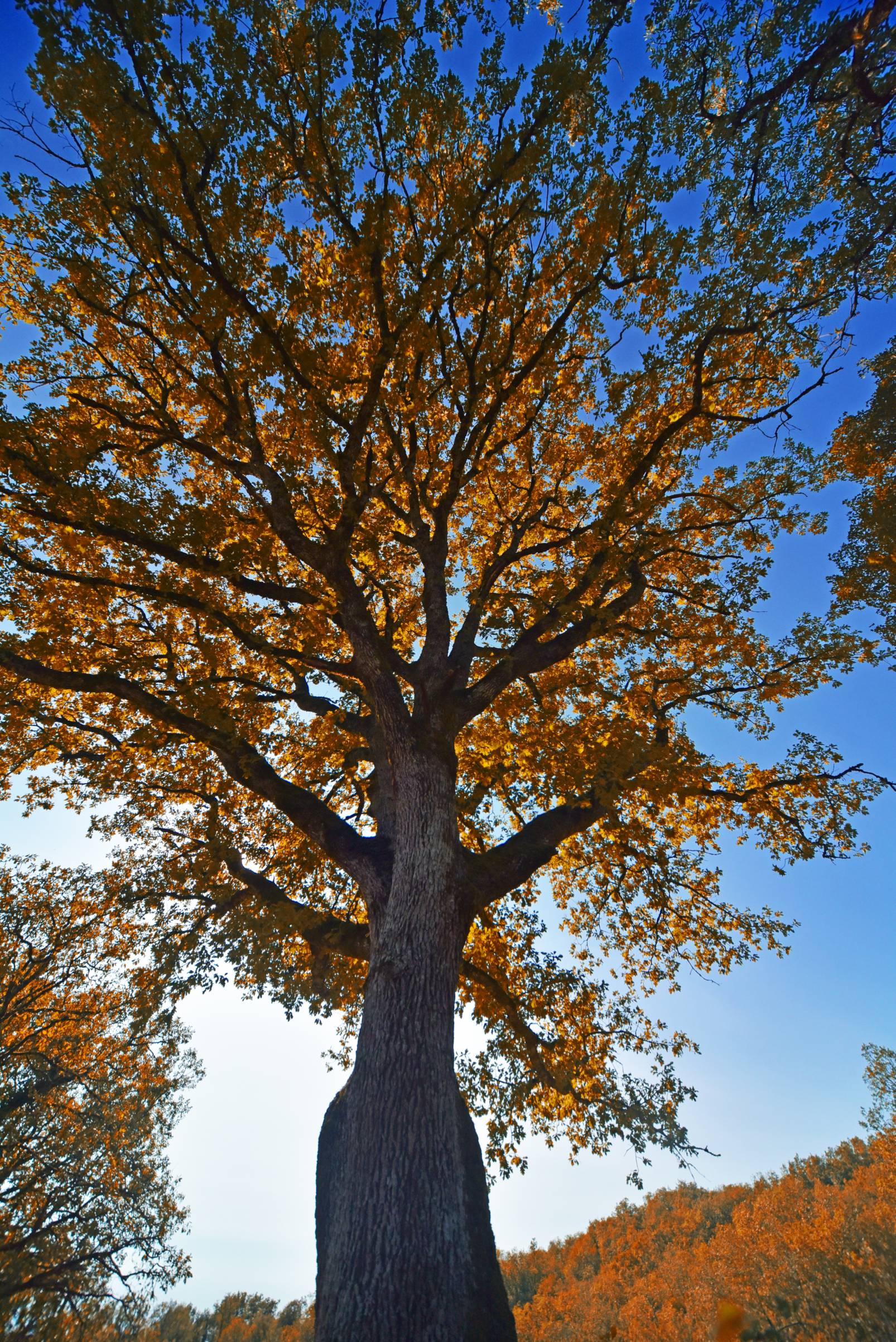 L'Arbre Maitre des Jardins d'Anaelle