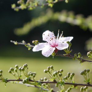 CHERRY PLUM