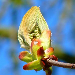 bourgeons