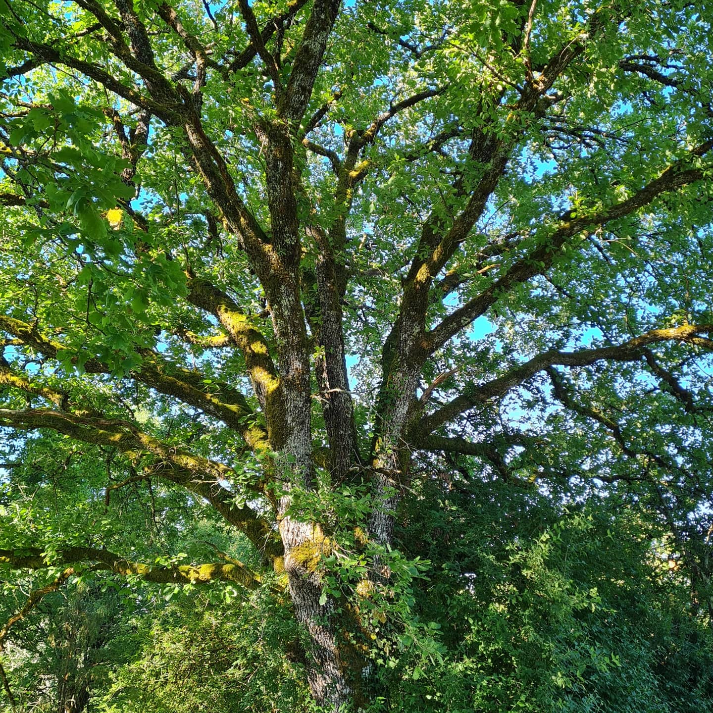 Le grand Chêne, arbre Maître des lieux nous accompagne dans sa grande Sagesse